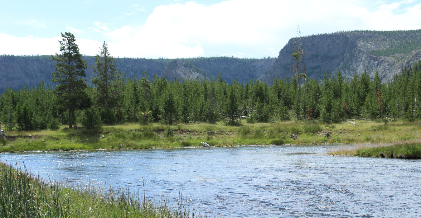 A landscape photo with a river or stream in the foreground. A grove of evergreen trees sit beyond the stream, and there are mountains further in the background.