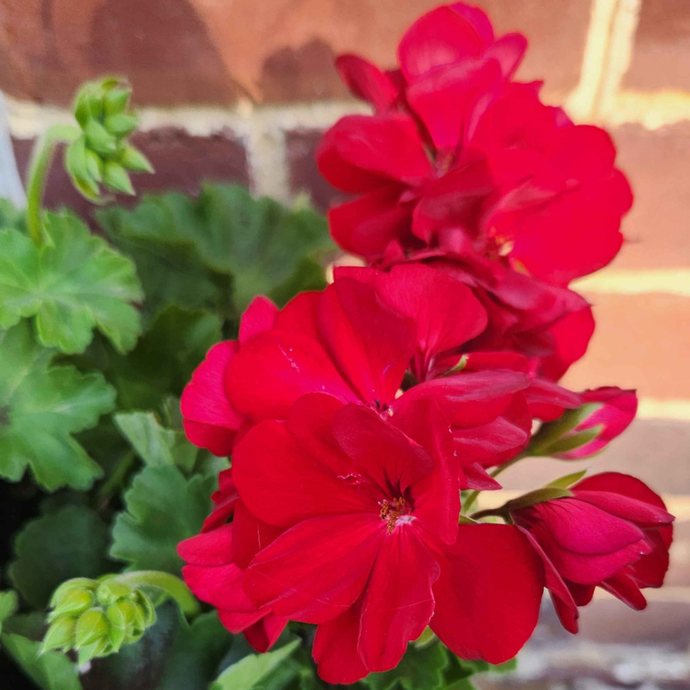 Geraniums